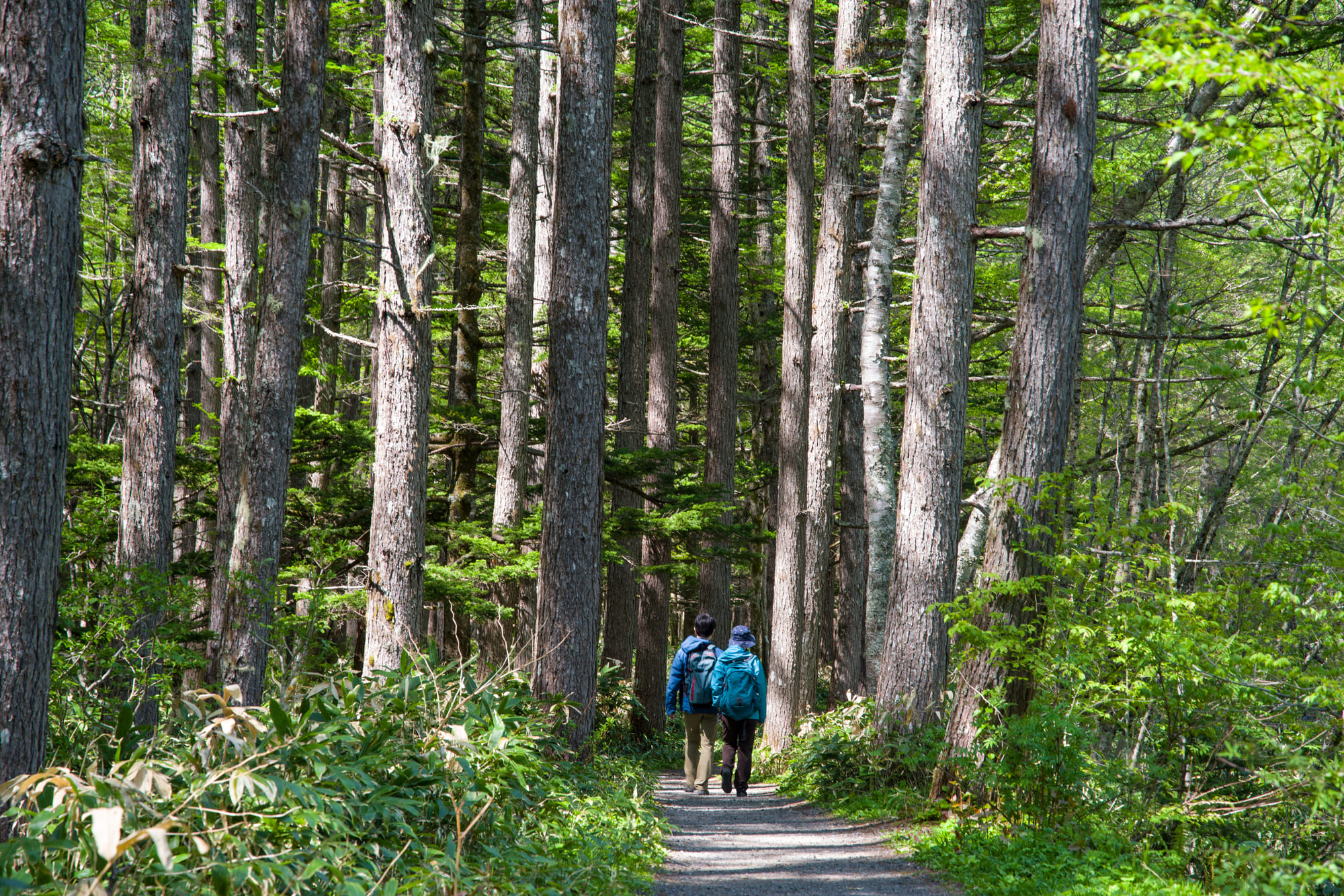 自然に癒される