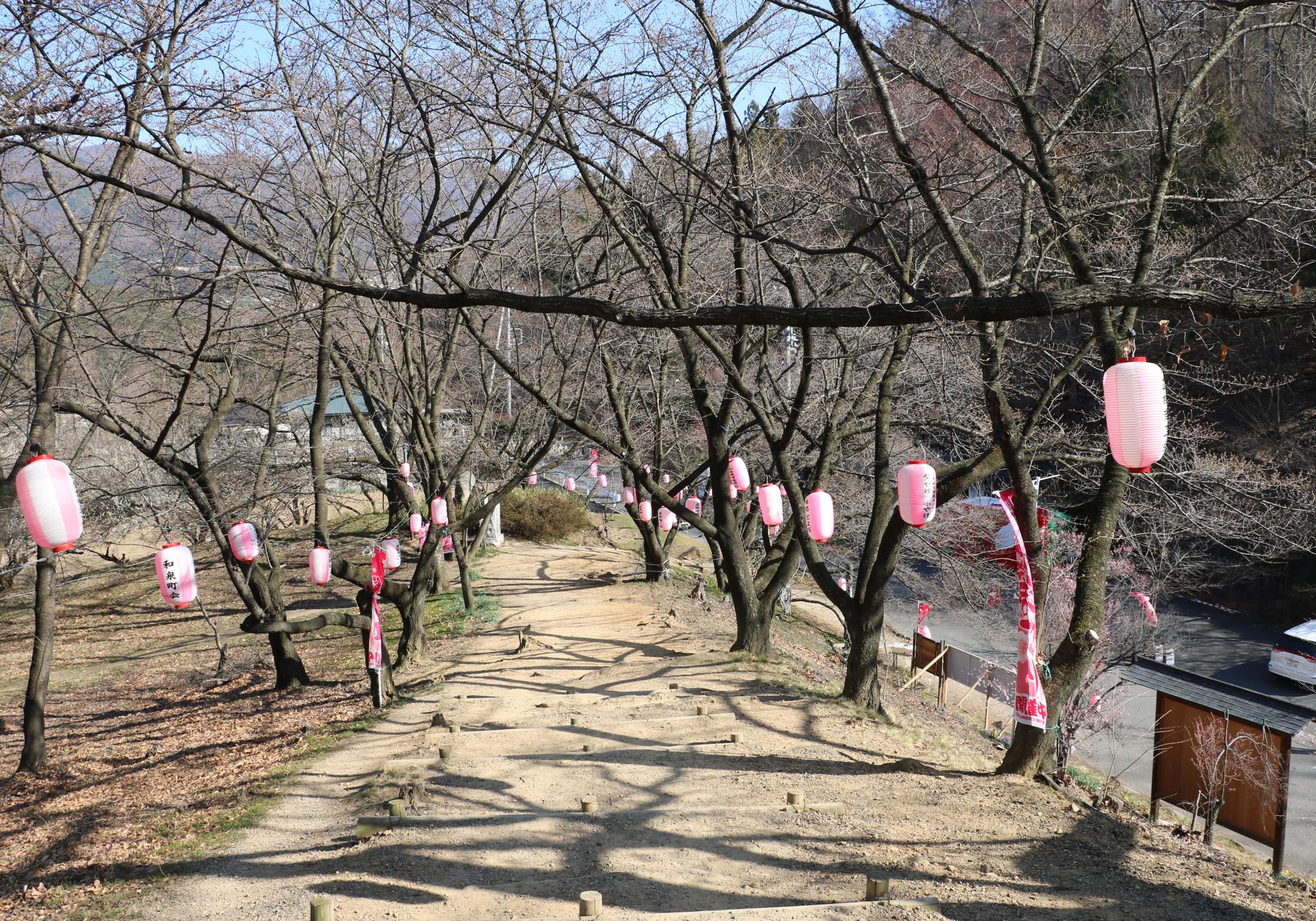 弘法山古墳 桜開花情報 新まつもと物語