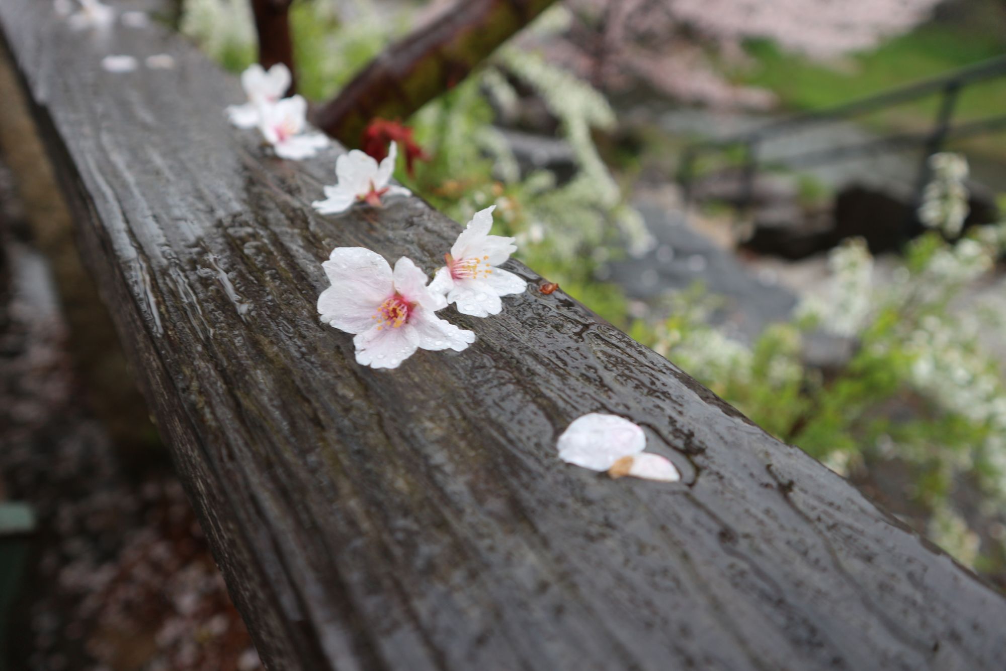 桜を散らす雨が降りました 新まつもと物語