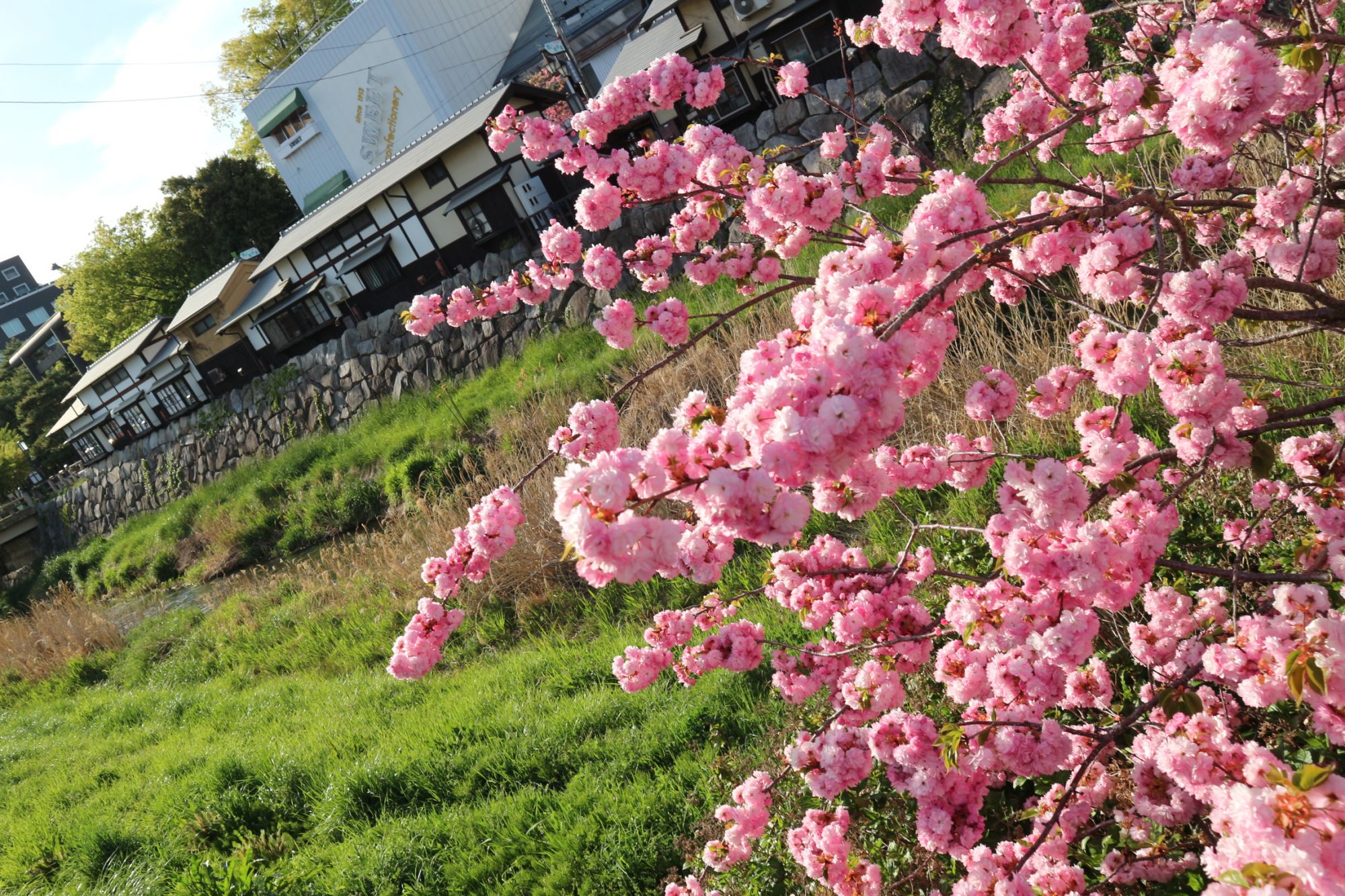 八重桜 1681133358812_78086_20230410_2