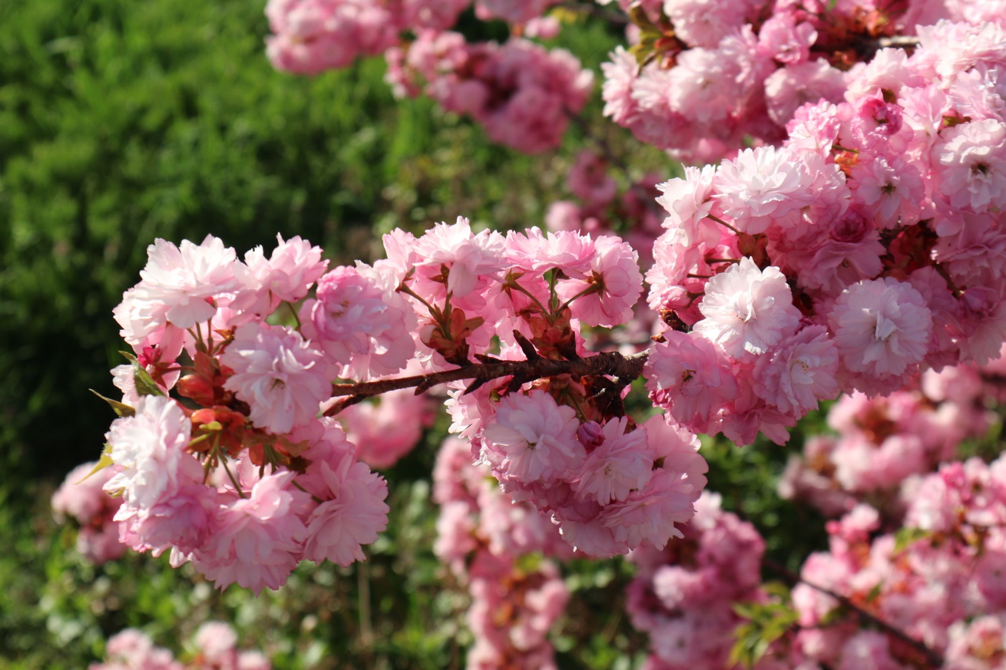 八重桜が満開です。 | 新まつもと物語
