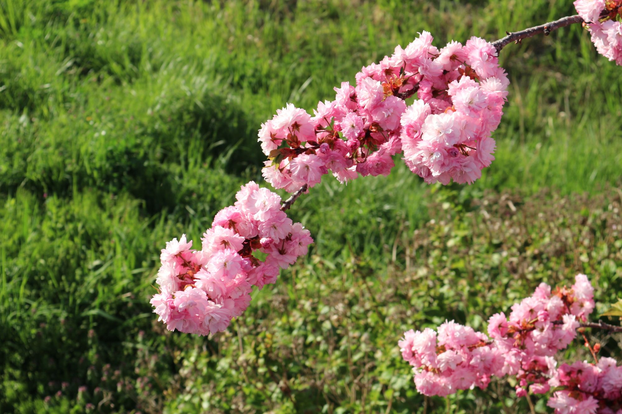 微かに煌めく桜の地紋に八重桜と藤の花々も艶っぽく華やかな7歳七五三向け祝い着 穂咲彼岸八重桜 | 桜図鑑｜公益財団法人日本花の会