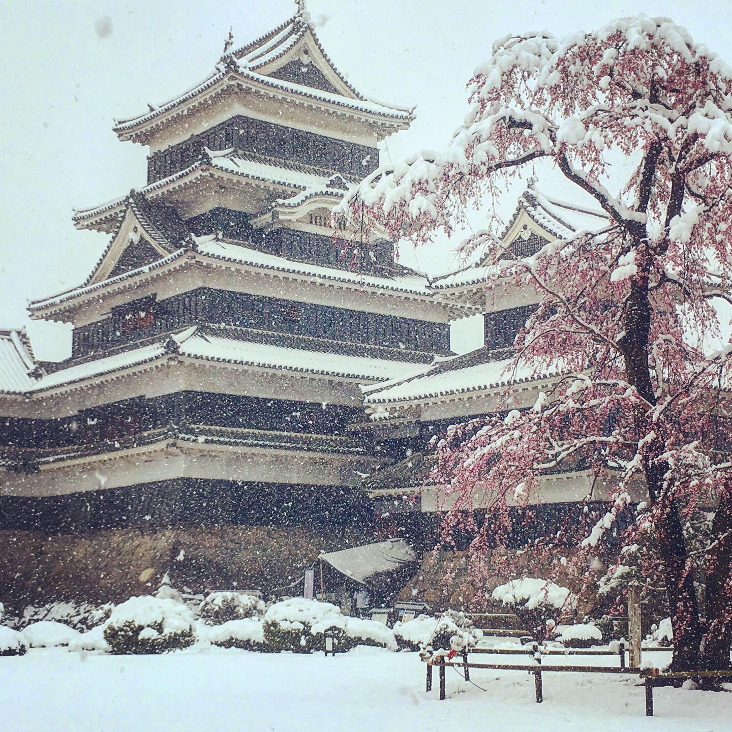 国宝松本城 春の雪と桜 | 新まつもと物語