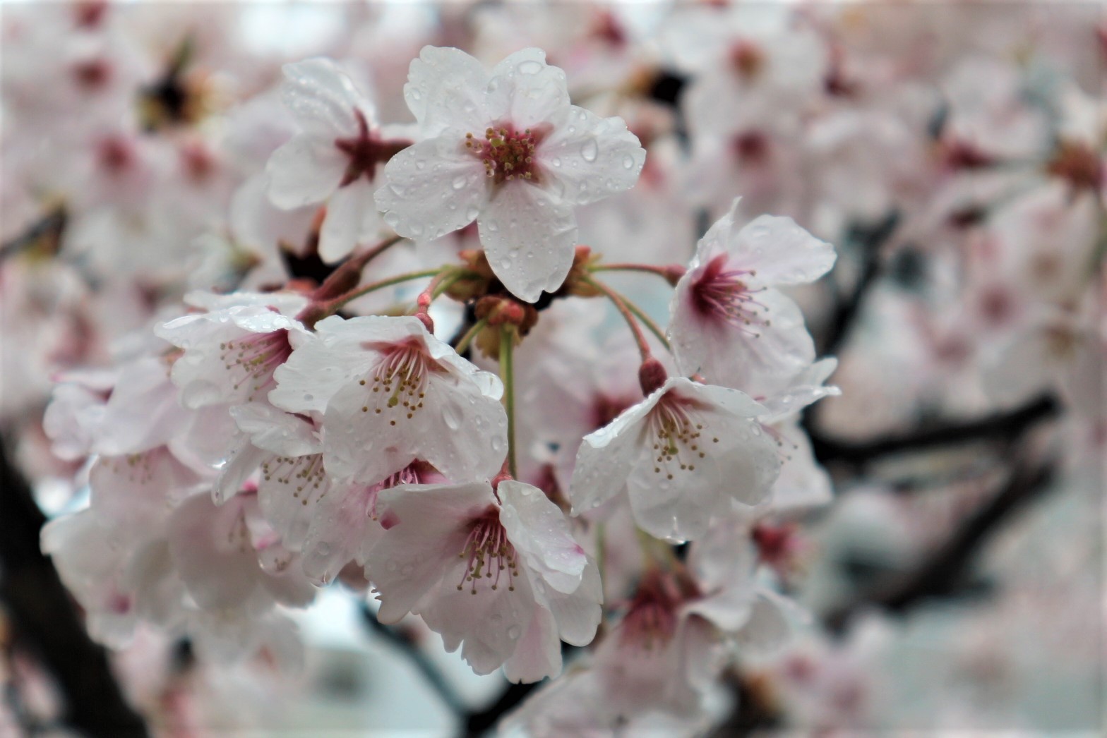 桜を散らす雨が降りました???? | 新まつもと物語