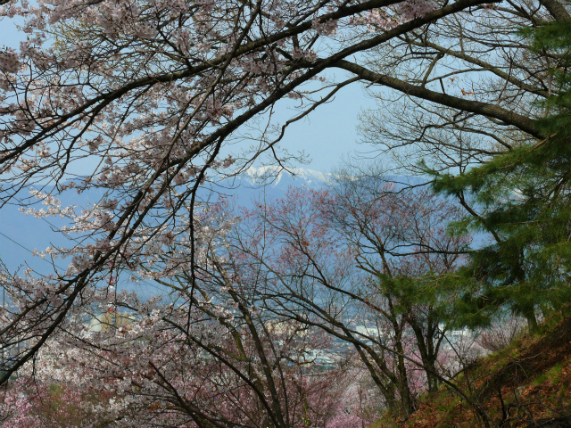 Mt. Kobo Tomb | Cherry Blossoms (Sakura) – Bloom Watch | Visit