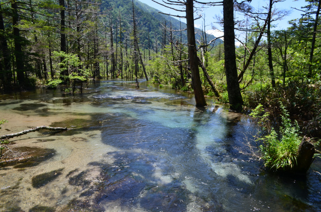 上高地　岳沢湿原