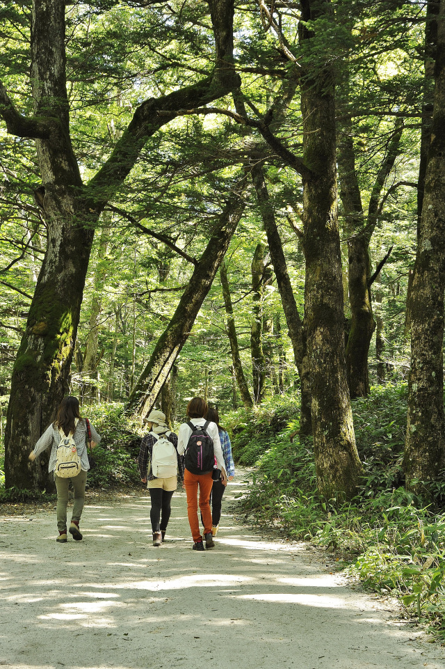 上高地　遊歩道