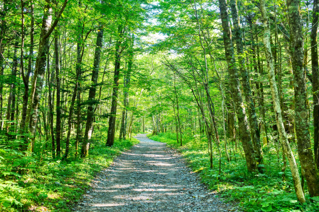 上高地　遊歩道