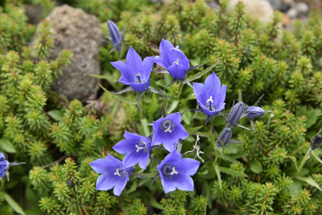 乗鞍　イワギキョウ