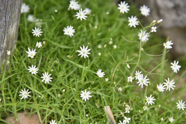 乗鞍　イワツメクサ