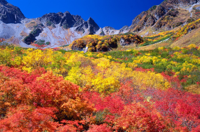 横尾本谷　紅葉