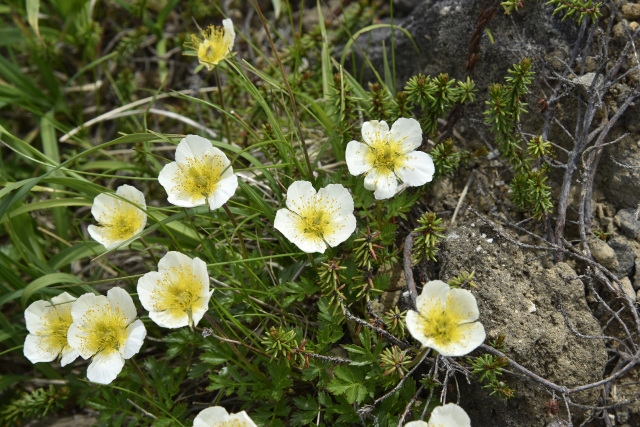 乗鞍　チングルマ