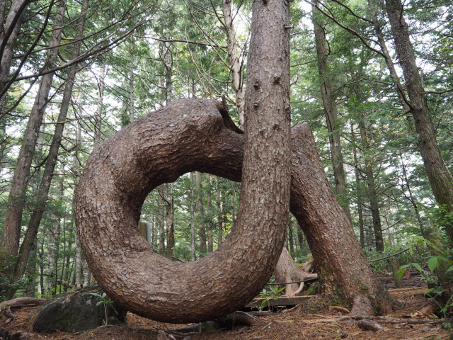 乗鞍　ねじねじの木