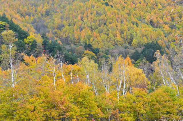 乗鞍　一ノ瀬草原から　紅葉