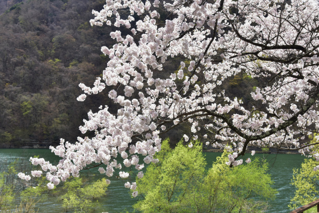 水殿ダム　桜１