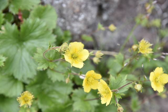 乗鞍　高山植物