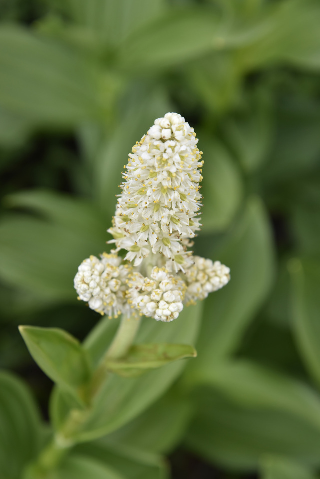 乗鞍　高山植物