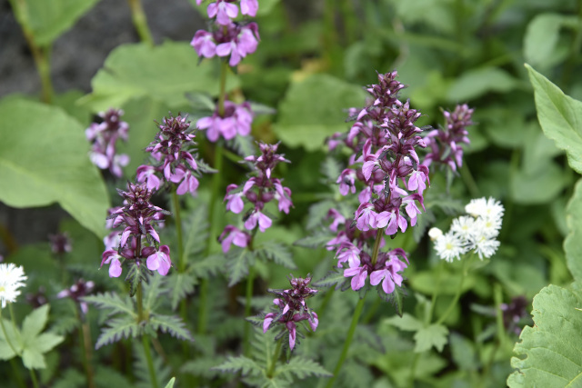 乗鞍　高山植物