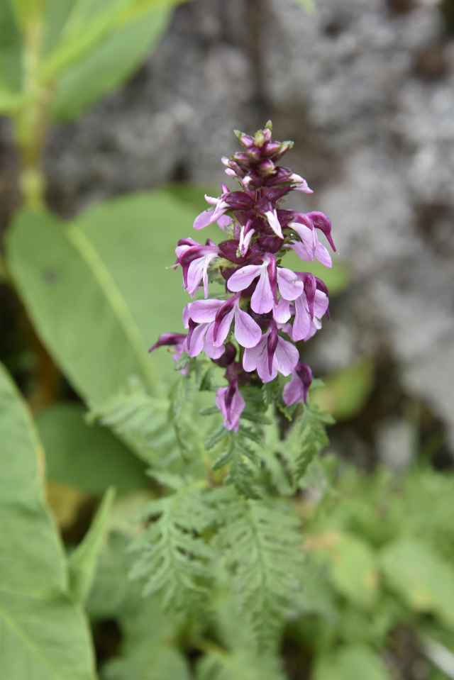 乗鞍　高山植物