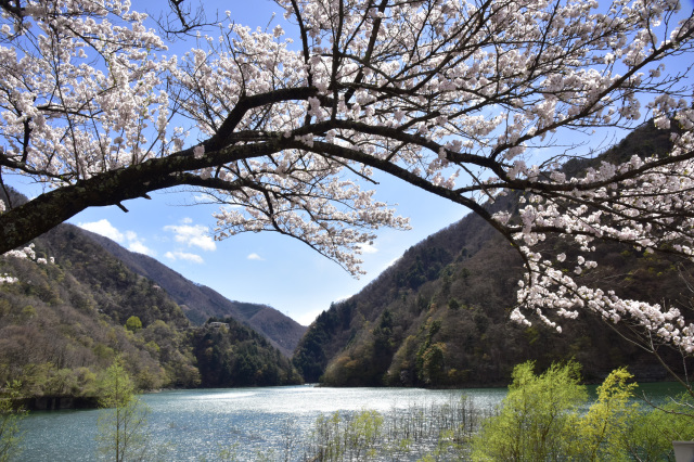 水殿ダム　桜２
