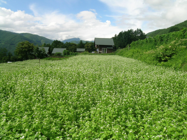 奈川　そば畑