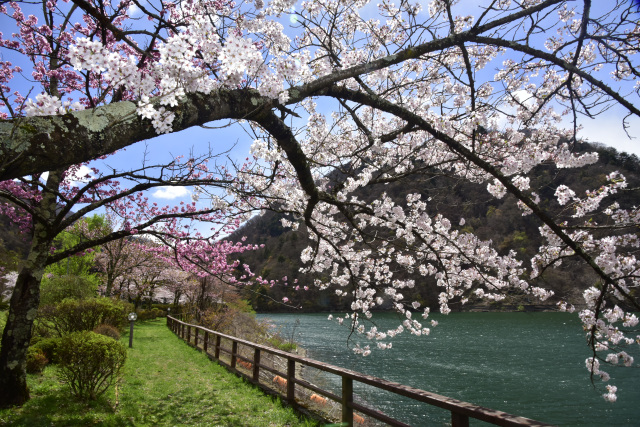 水殿ダム　桜３