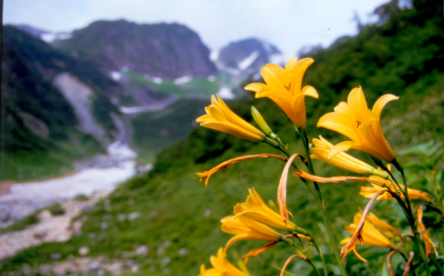 北アルプス　ニッコウキスゲ