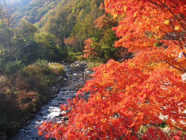 奈川　紅葉