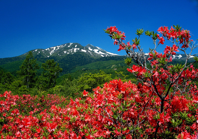 乗鞍岳とレンゲツツジ