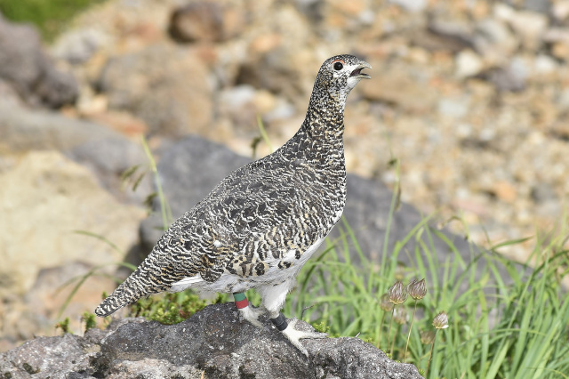 乗鞍　ライチョウ