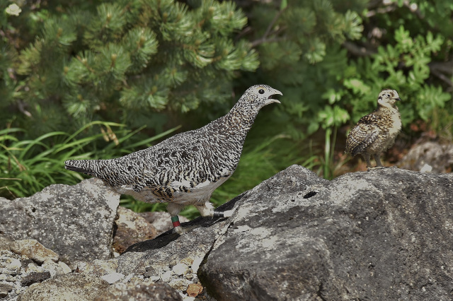 乗鞍　ライチョウの親子