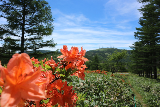 焼山牧場のレンゲツツジ