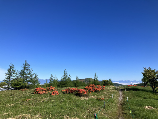 遊歩道　レンゲツツジ