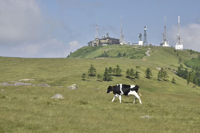 美ヶ原高原　王ヶ頭と牛
