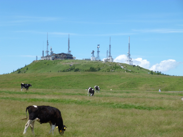 美ヶ原高原　王ヶ頭と牛