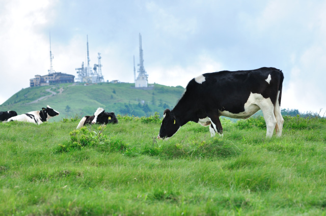 美ヶ原高原　王ヶ頭と牛