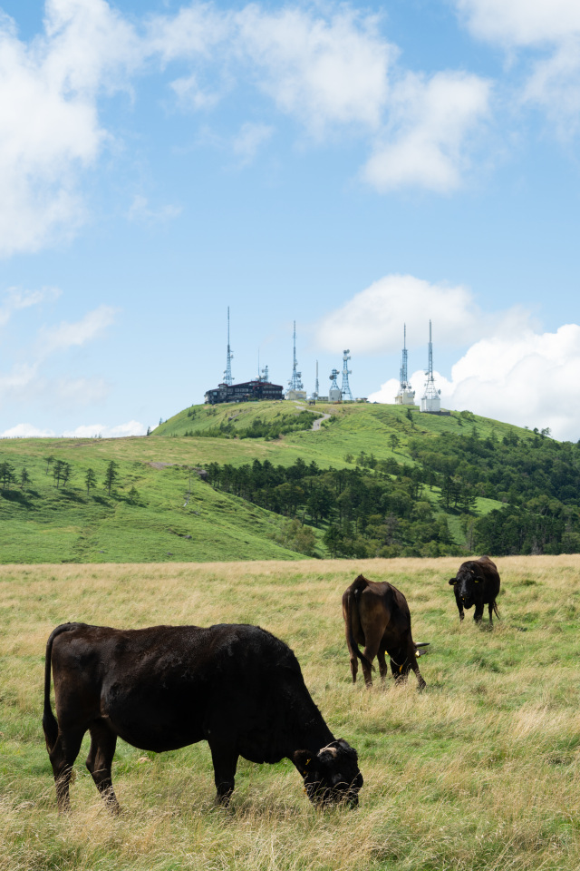 美ヶ原高原　王ヶ頭と牛