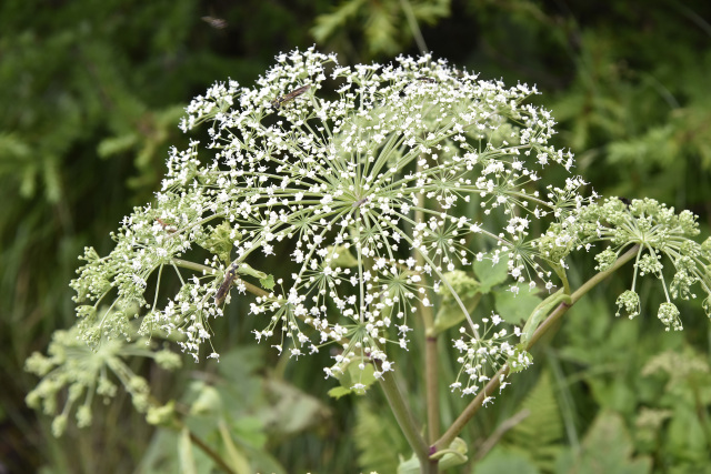 美ヶ原高原　高山植物