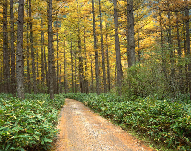 上高地　遊歩道