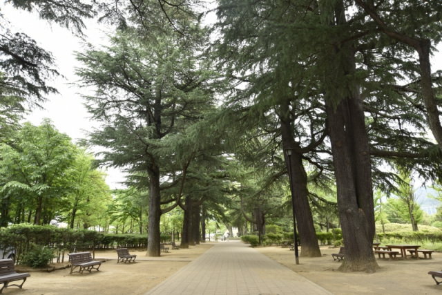 あがたの森　並木