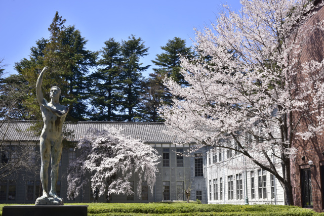 あがたの森公園　桜