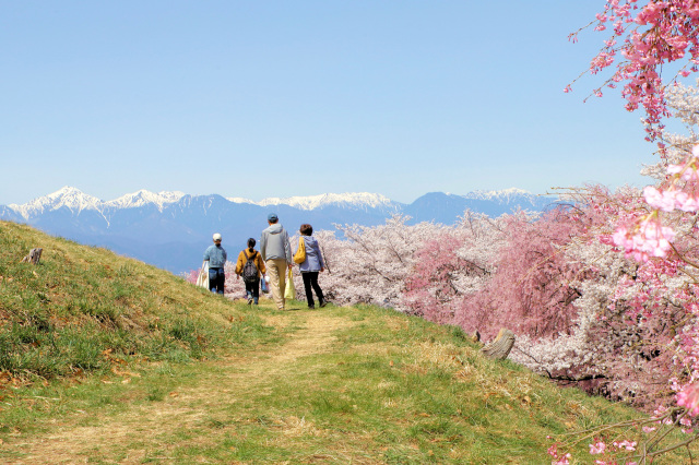 弘法山古墳　桜