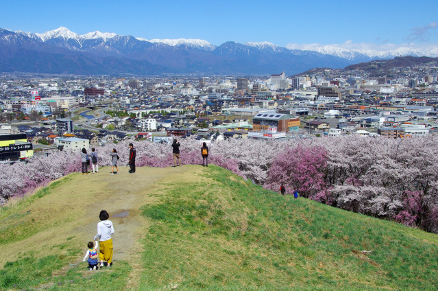 弘法山古墳　桜