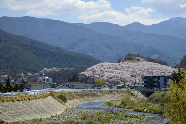 弘法山古墳　桜　遠景