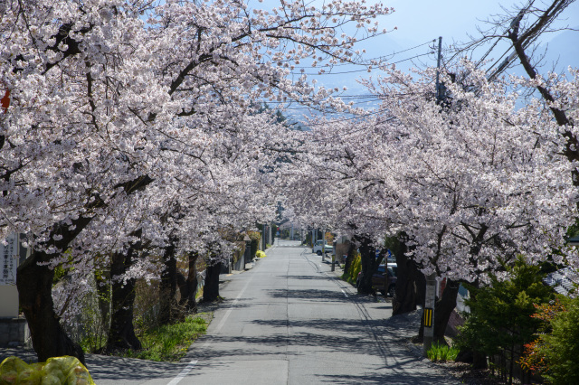 城山公園　桜