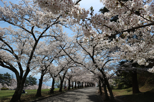城山公園　桜