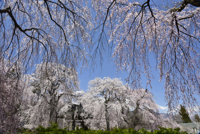 安養寺　枝垂桜