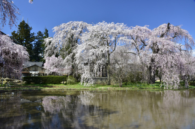 安養寺　枝垂桜