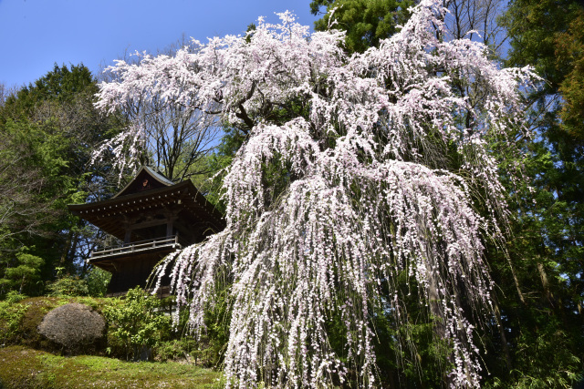 盛泉寺　枝垂桜