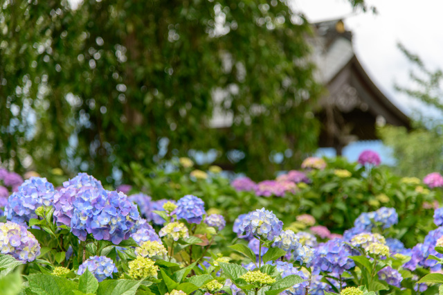 法船寺　紫陽花